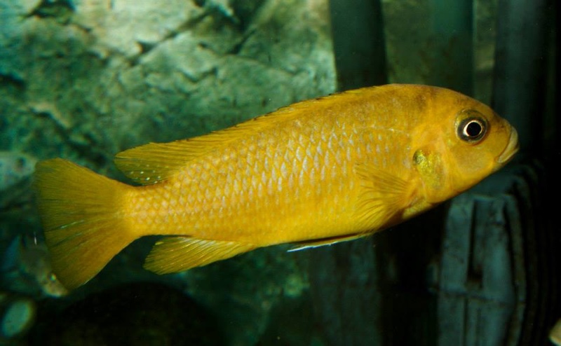 Maylandia phaeos 'Hai Reef'